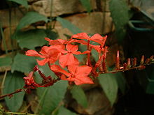 Plumbago rosea01.jpg