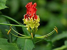 Gloriosa superba 8962.jpg