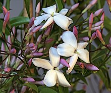 (MHNT) Jasminum polyanthum – flowers and buds.jpg