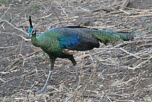 Green Peafowl.jpg