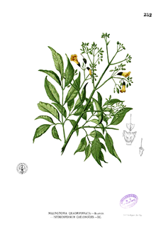 Stereospermum chelonoides Blanco2.252.png