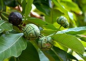 Morinda Coreia Fruit (DSC 9896).JPG