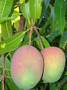 Starr 071024-0216 Mangifera indica.jpg