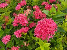 Ixora coccinea (Rubiaceae).jpg