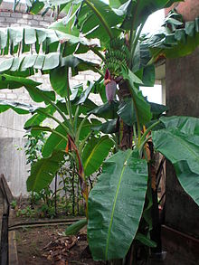 Banana trees in home.jpg