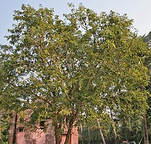 Bael (Aegle marmelos) tree at Narendrapur W IMG 4116.jpg