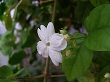 Arabian jasmin, Tunisia 2010.jpg