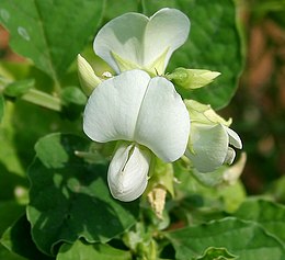 Crotalaria verrucosa (Blue Rattlepod) W IMG 3297.jpg