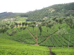 Nilgiris Tea Plantation.jpg