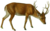 The deer of all lands (1898) Swamp deer white background.png