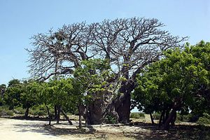 Baobab (Adansonia digitata), Neduntheevu.JPG