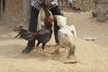 Indian Cock Fight.jpg