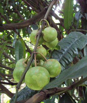 Garcinia tinctoria 02.jpg