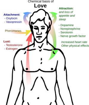 Chemical basis of love.png