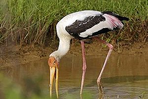 Painted stork foraging.jpg