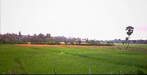 Pandarikulam Paddy Fields.jpg