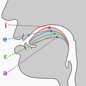 Cardinal vowel tongue position-front.svg.png