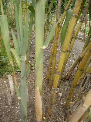 Arundo donax 3.jpg