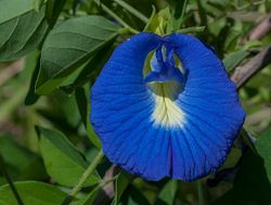 Clitoria ternatea.jpg