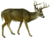 The deer of all lands (1898) Virginia deer white background.png