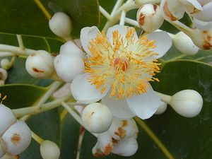 Starr 010309-0546 Calophyllum inophyllum.jpg