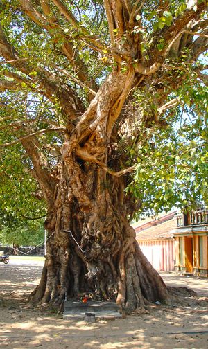 Kannaki Kovil4.jpg