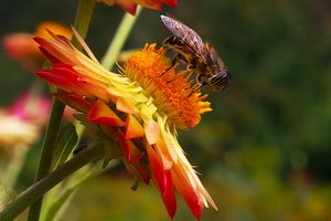 Bee in flower, Sim's Park.jpg