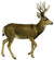 The deer of all lands (1898) Mule deer white background.png