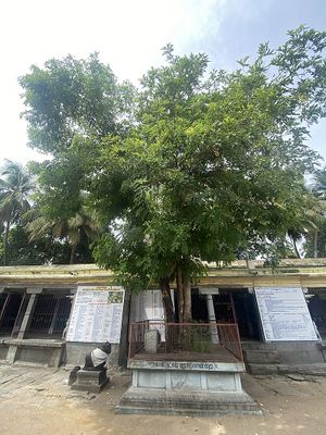 Thiruvathigai temple tree sarakondrai.jpg