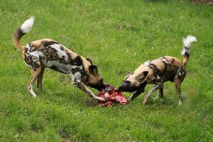 Wild dog Lyacon pictus.jpg