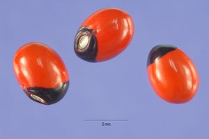 Abrus precatorius seeds.jpg