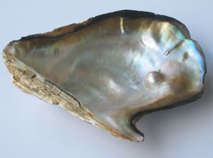 Pearl oyster.jpg