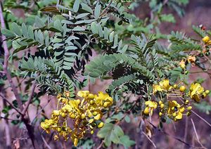 Ranawara or Avaram- Senna auriculata at Sindhrot near Vadodara, Gujrat Pix 044.jpg