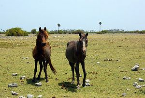 Wild horses (Delft Island).JPG