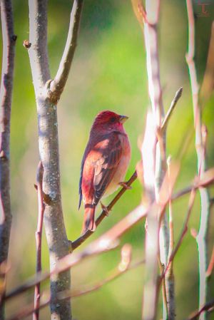 Common Rose Finch(male).jpg