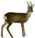 The deer of all lands (1898) European roe deer white background.png