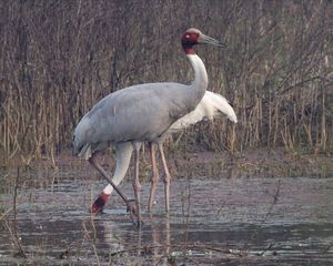 Sarus Crane, Keoladeo National Park.jpg