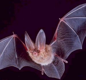 Square-townsend-fledermaus.jpg