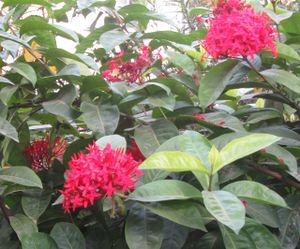 Ixora coccinea- VIRUCHI-flowers-Tamil Nadu.jpg