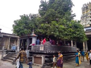 Kanchi ekambaranathar temple8.jpg