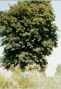படிமம்:125px--365 days tree.ogv.jpg