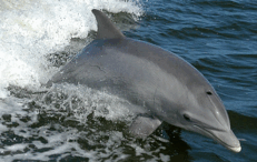 படிமம்:Tursiops truncatus 01.gif