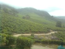 Suryanelli Tea Forest.jpeg