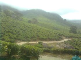 படிமம்:Suryanelli Tea Forest.jpeg