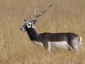 படிமம்:Antilope cervicapra from velavadar.JPG