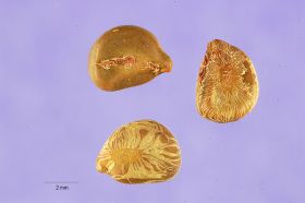 படிமம்:Senna sophera seeds.jpg