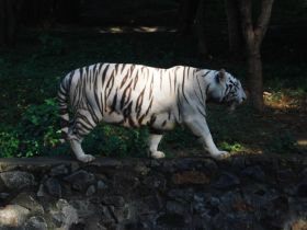 படிமம்:DSC00963.JPG