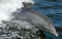 Tursiops truncatus 01.gif