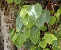 Bo Tree.jpg
