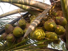 படிமம்:CoconutMandari.JPG
